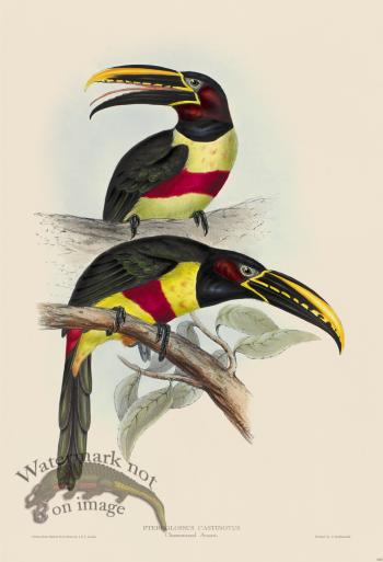Chestnut-eared Aracari